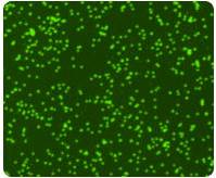 2000AOPI-AO-GREEN.jpg 2000AOPI-AO-GREEN.jpg